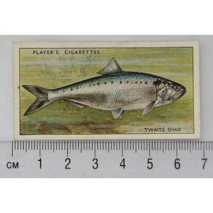 1933 Players Fresh-water Fishes, pink back No. 40 Twaite Shad
