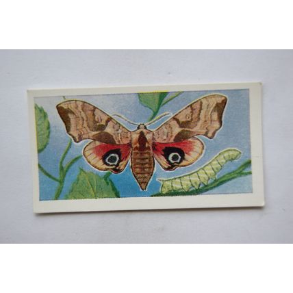 1958 Swettenham tea card Butterflies & Moths No. 23 Eyed Hawk Moth
