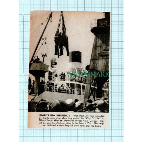 C5418) City Of Lille Ship Elephants London Zoo Tilbury Docks - 1946 Cutting