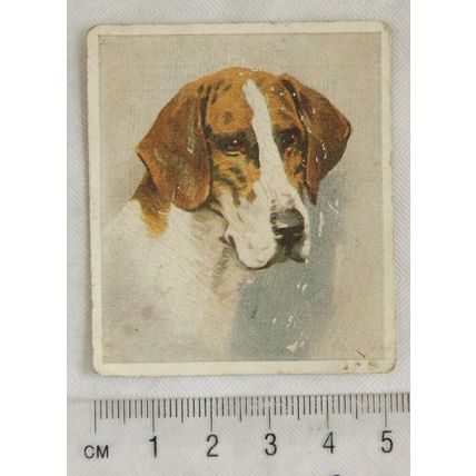 1939 Godfrey Phillips Our Dogs No. 21 The Foxhound