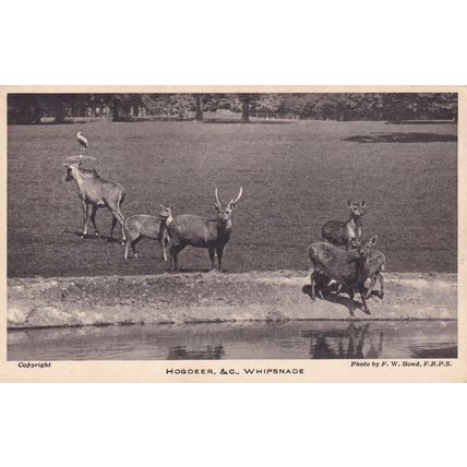 Hogdeer Deer Whipsnade Zoo Park Postcard