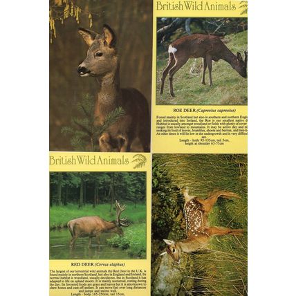 British Red Roe Deer Fawn 4x Deers Postcard s