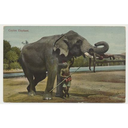 Ceylon Sri Lanka Maligawa Elephant and Mahouts Early 20th C. RPPC Plate