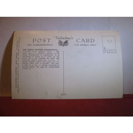 GT. SPOTTED WOODY by Winifred Austen unused postcard by Valentine bird series #