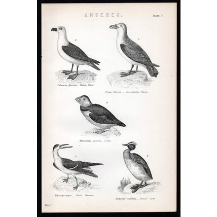 ANSERES 1883 Fulmar Petrel Black Skimmer Horned Grebe Puffin Birds LITHOGRAPH #2