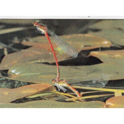 Damsel Fly National Postal Museum Postcard unused VGC