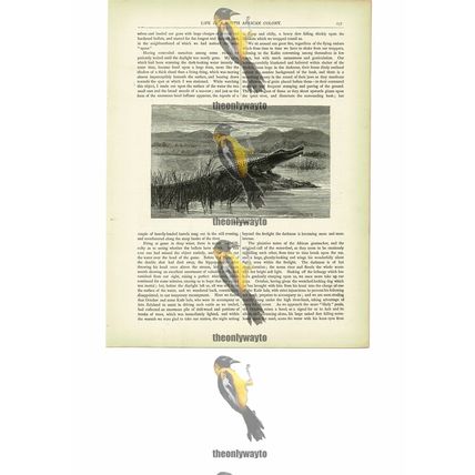 Crocodile, South Africa, Book Illustration (Print), c1880
