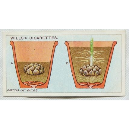 1923 Wills Gardening Hints No. 8 Potting Lily Bulbs