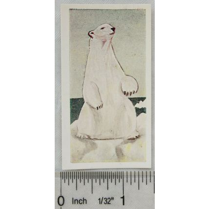 Neilson's Interesting Animals card No. 21 Polar Bear