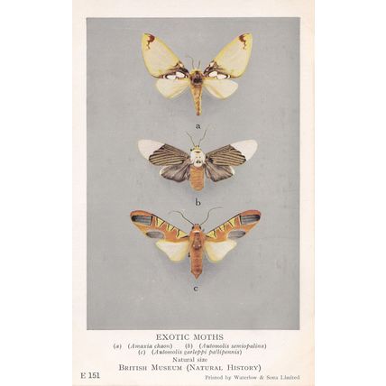 Amaxia Chaon Moth Erebidae Automolis Exotic Moths Postcard