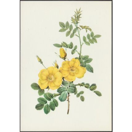 Sweet Briar - Rosa Eglanteria, c.1960s - Fernand Hazan Postcard