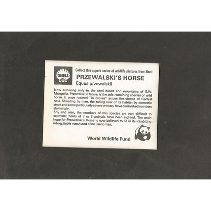 Trade card Shell Oil 1975 WWF Animal Card # 16 Przewalskis Horse