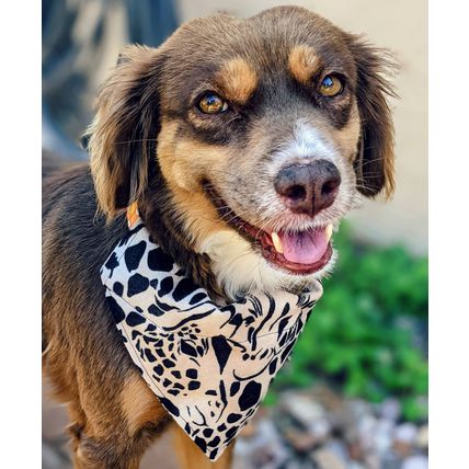 Over-The-Collar Dog Bandana XSmall