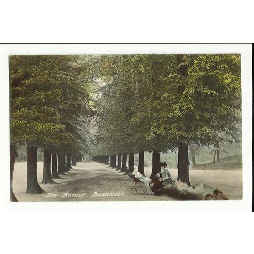 Warwickshire BUSHWOOD The Avenue Postcard by Wildt & Kray