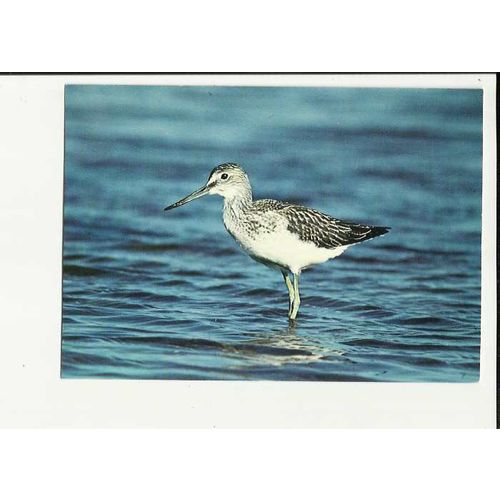 GREENSHANK Postcard by J.Arthur Dixon (KSB/23014)