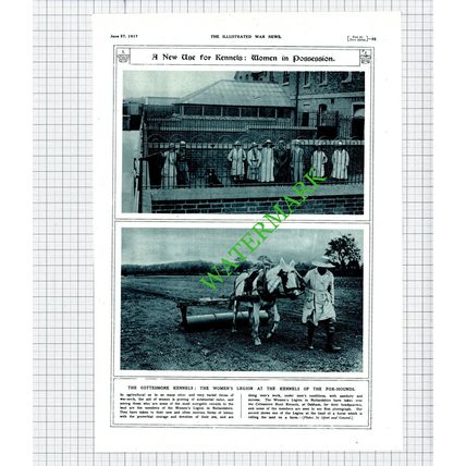 Cottesmore Kennels Oakham Women's Legion World War One WW1 -1917 Cutting / Print
