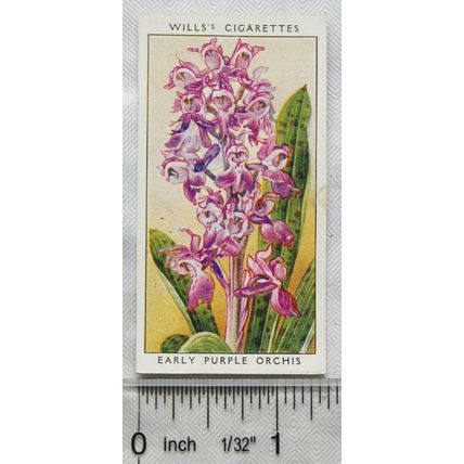 1936 Wills, Wild Flowers No. 25 Early Purple Orchis