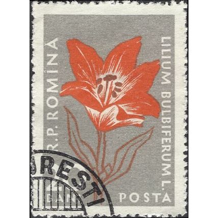 ROMANIA, FLOWER, Lilium Bulbiferum, grey 1959, 20bani