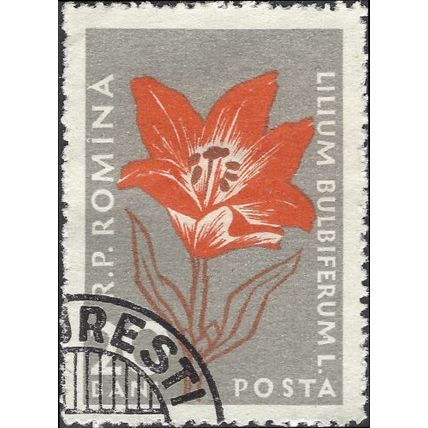 ROMANIA, FLOWER, Lilium Bulbiferum, grey 1959, 20bani