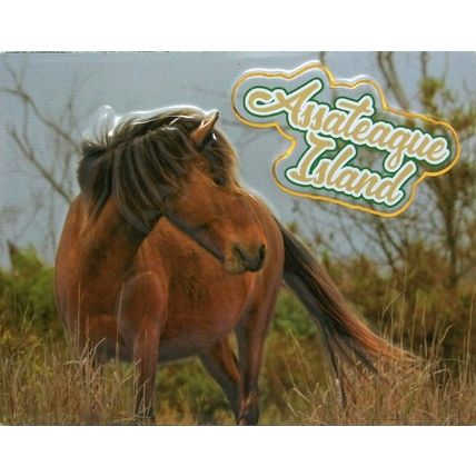 Assateaque Island With Horse Fridge Magnet