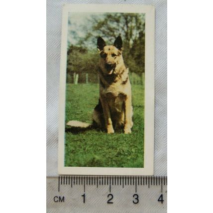 1960 Horniman's Tea card Pets No. 1 Alsation