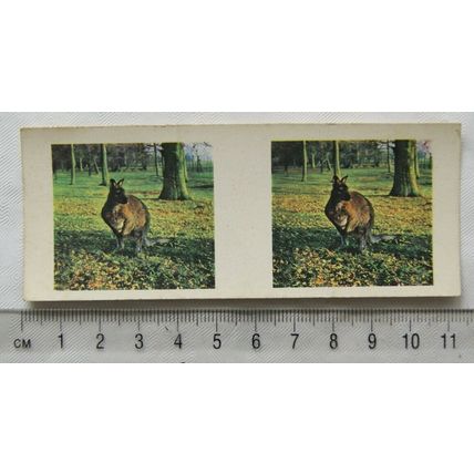 1960s Weetabix 3-D Animal Card No. 5 The Wallaby