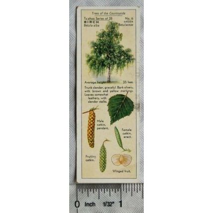 1938 Typhoo Trees of the Countryside 6 Birch