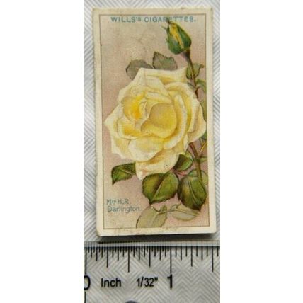 1926 Wills Roses No. 41 Mrs. Darlington