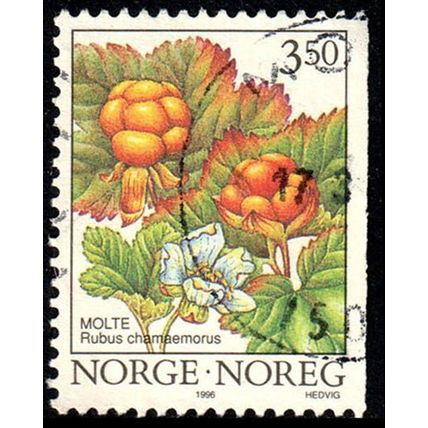 Norway 1996 Berries 3,50Kr Used Stamp Flowers