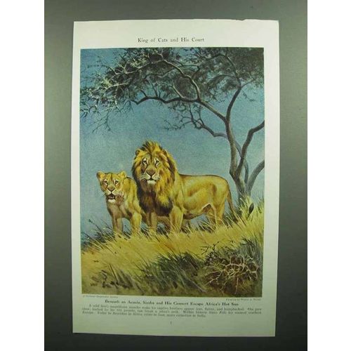 1943 Lion Illustration by Walter A. Weber, King of Cats