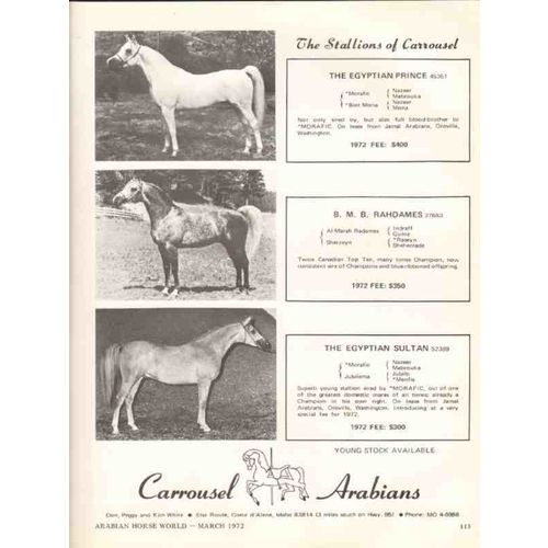 carrousel arabians 1972 egyptian prince bmb rahdames horse vintage ad
