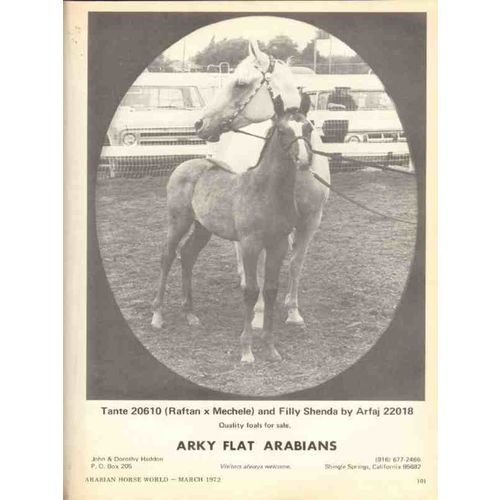 arky flat arabians 1972 tante raftan mechele filly shenda vintage ad