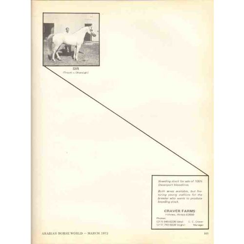 craver farms 1972 sir tripoli dharebah equestrian horse vintage ad
