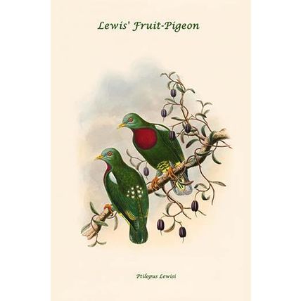 Ptilopus Lewisi - Lewis' Fruit-Pigeon 20 x 30 Poster