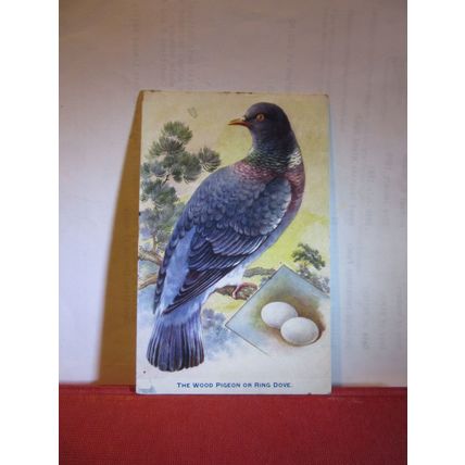WOOD PIGEON OR RING DOVE used antique postcard birds with eggs by Tuck 1914 pm =