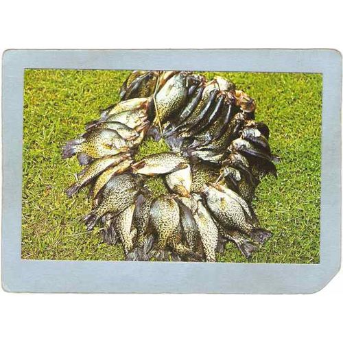 MN GEN Postcard Crappies Hard Scrapping Action For Anglers Year Round In N~2