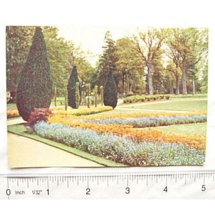 1938 postcard Godfrey Phillips Garden Studies no.13