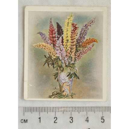 1937 Godfrey Phillips Flower Studies No. 24