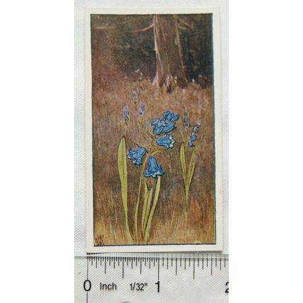 Vintage: Dutch card Jac. P. Thijsse, Lente No. 48 Wilde Hyacinthen