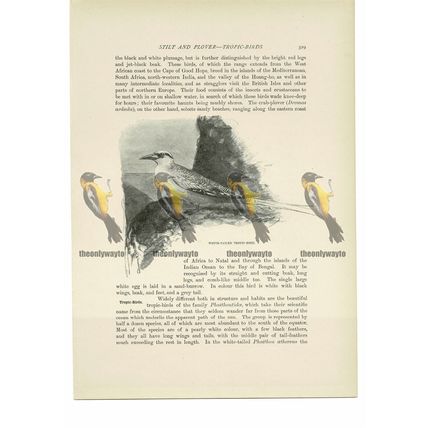 White-Tailed Tropic-Bird, Animal Book Illustration (Print), c1916