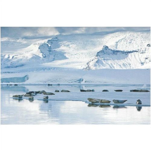 Frimerkjasalan: Seals at Jokulsarion.