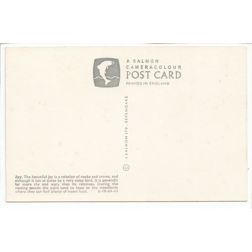 Jay J Salmon Ltd Bird Postcard 6464