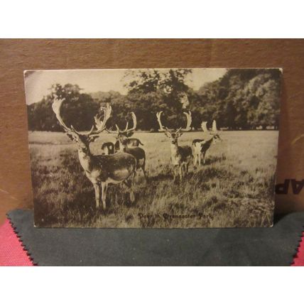 DEER, CIRENCESTER PARK, , GLOUCESTERSHIRE used antique postcard 1913 pm =
