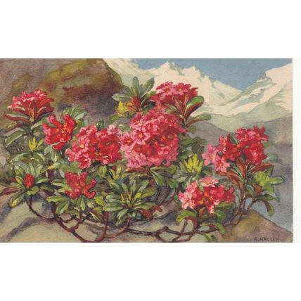 A Haller Alpine Roses Alpha Postcard unused vgc
