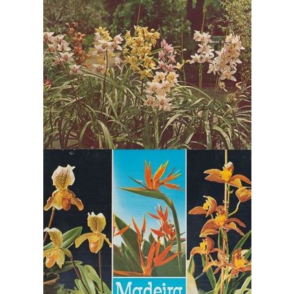 Funchal Madeira Portugal Flowers 2x Postcard