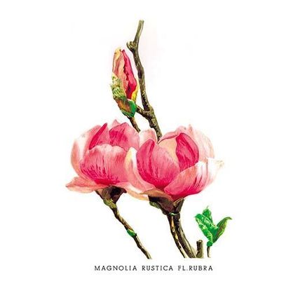 Magnolia Rustica: Fl. Rubra 20 x 30 Poster