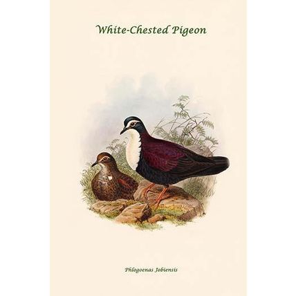 Phlogoenas Jobiensis - White-Chested Pigeon 12 x 18 Poster