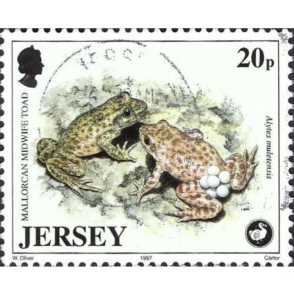 JERSEY, AMPHIBIAN, Mallorcan Midwife Toad, Alytes muletensis, white 1997, 20p