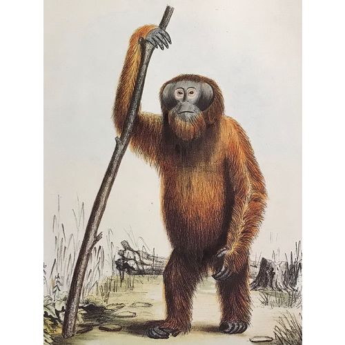 Orangutan Pongo antique J.E Gray Print Lithograph 1848 Animal Art Decor Orig