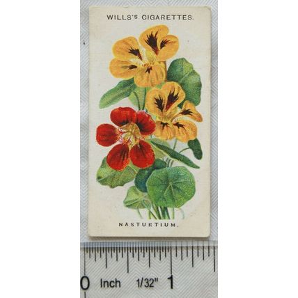 1910 Wills Old English Garden Flowers No. 22 Nasturjum